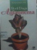 BUDI DAYA AGLAONEMA :